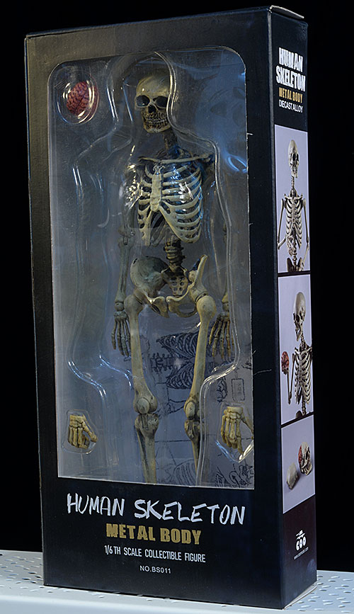 Skeleton metal sixth scale action figure by COO Model